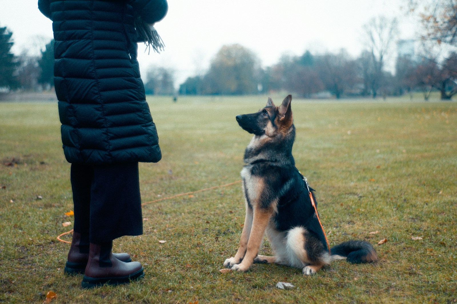 Dog sitting nicely for trainer