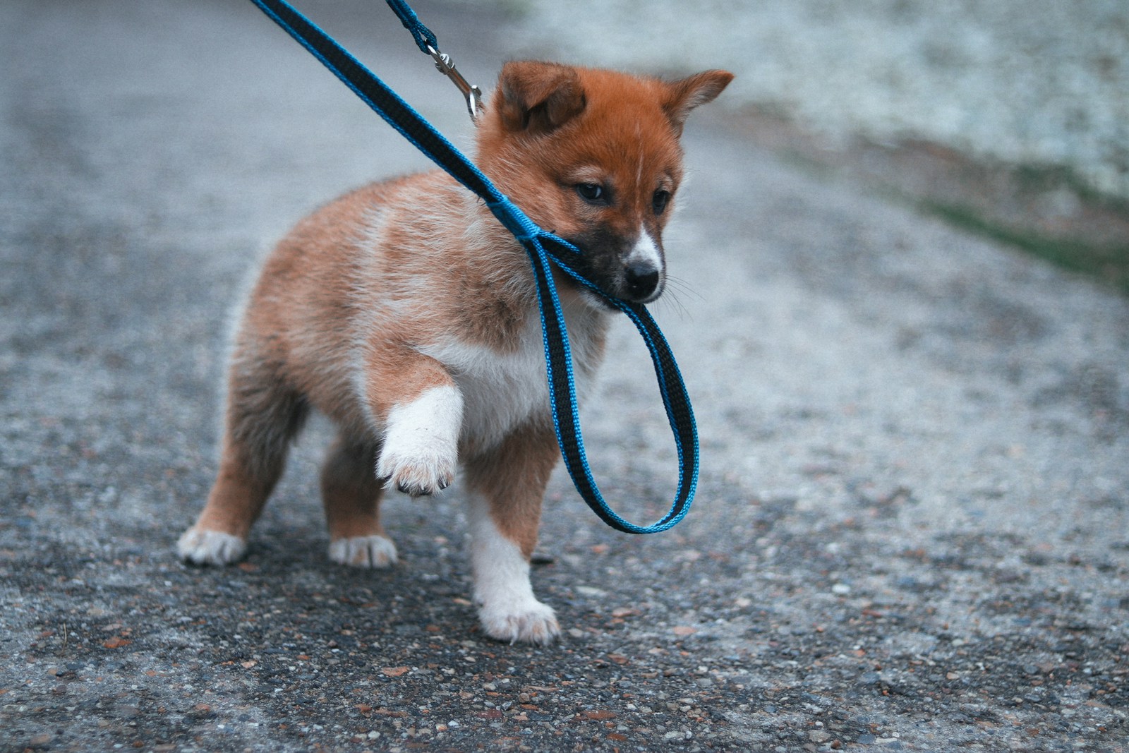 Puppy biting a leash