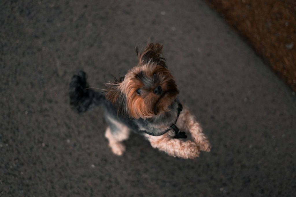 Dog jumping up
