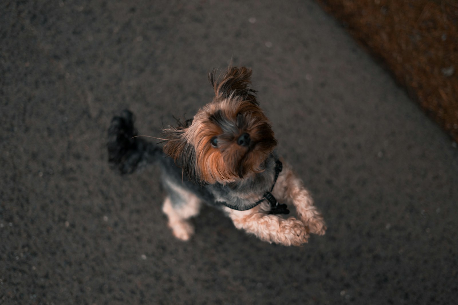 Dog jumping up