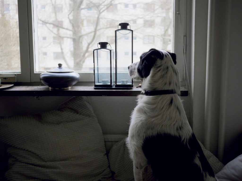 Dog sitting at window waiting for owner to return