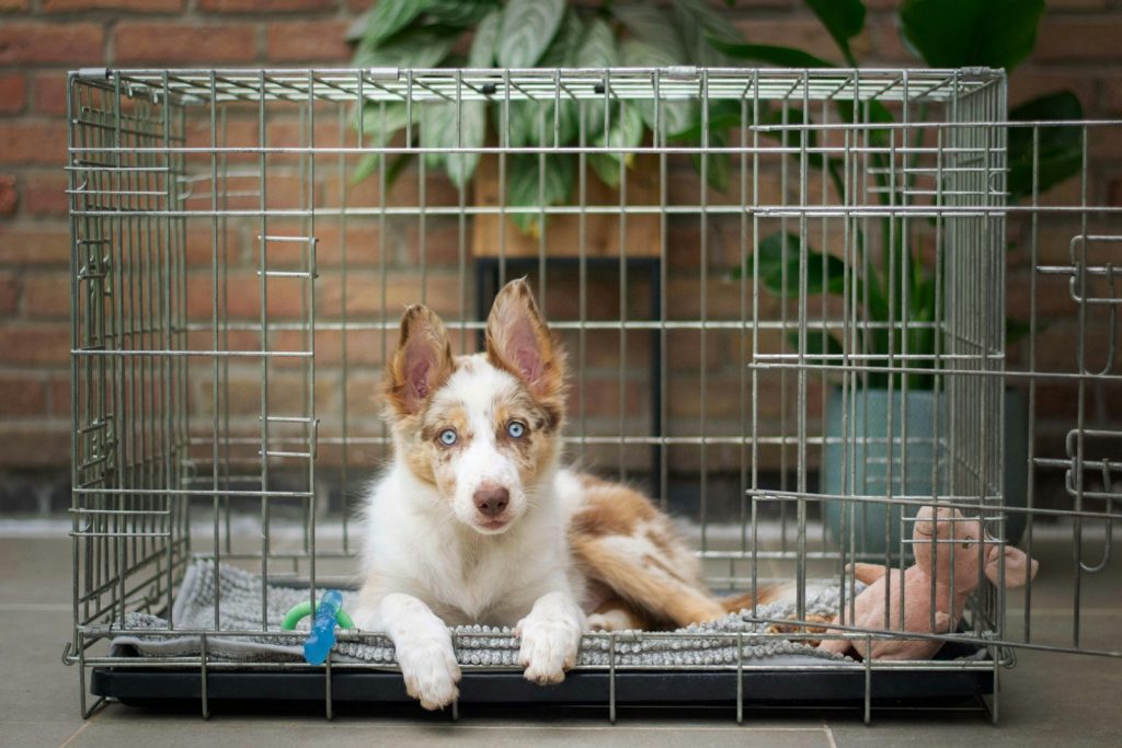 Puppy sitting in a crate