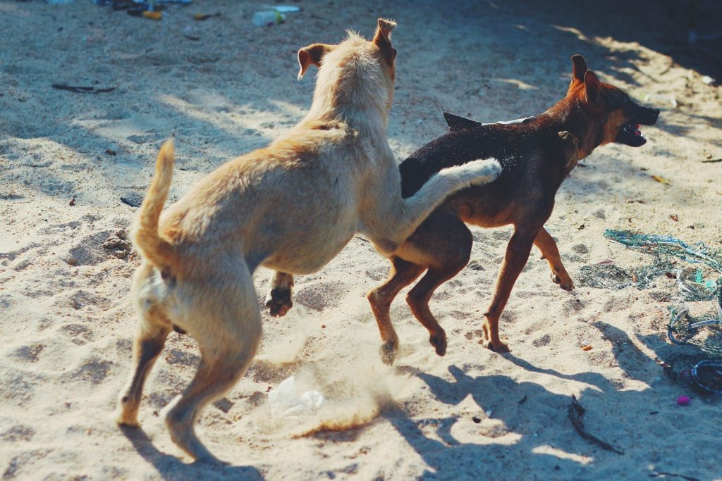 Dog mounting another