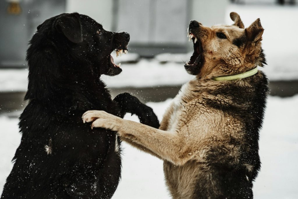 Two dogs fighting