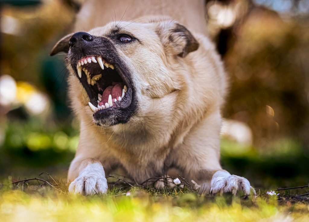 Dog resource guarding