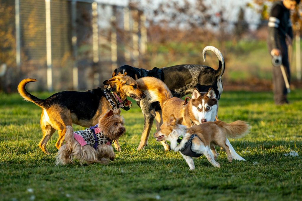 Group of dogs playing