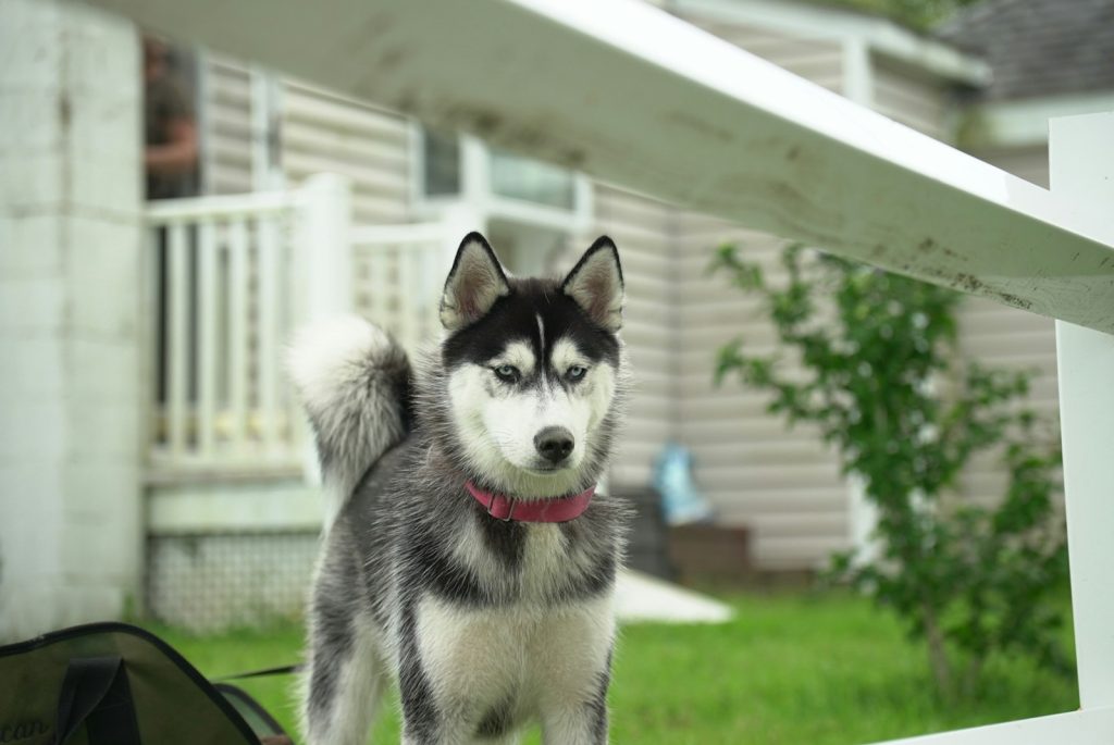 Image of Husky standing in front of house