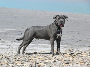 Image of Cane Corso standing outside