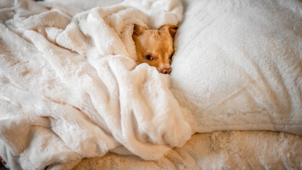 Dog tucked up in bed