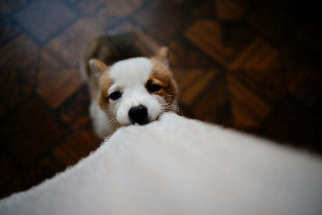 Dog biting material