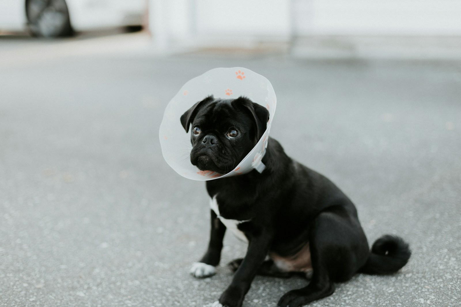 Dog with cone on