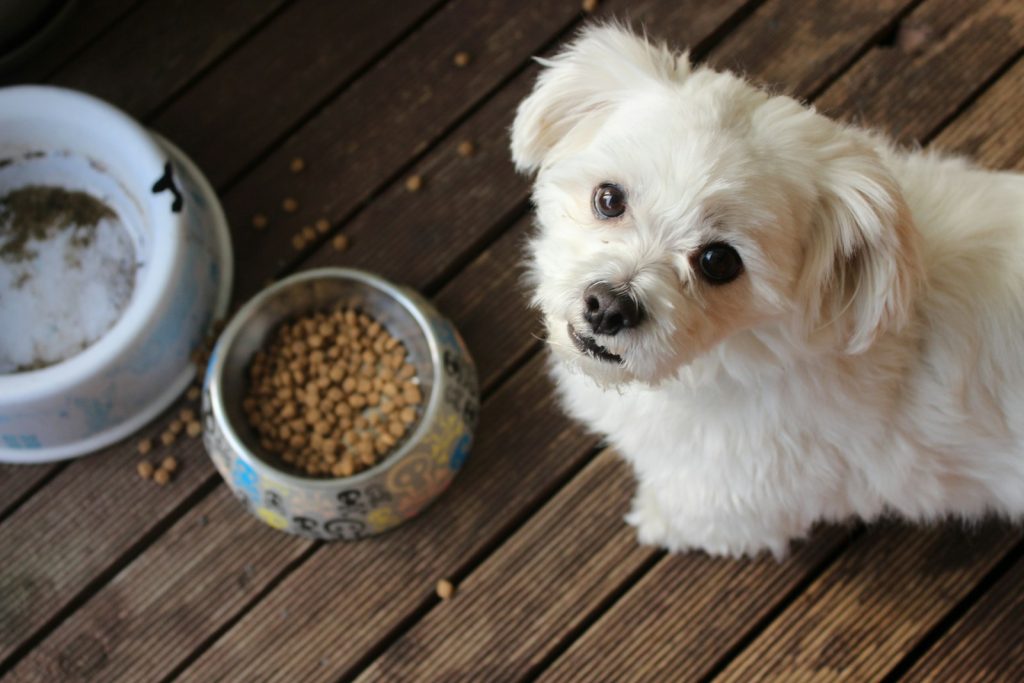 Dog sitting waiting for food