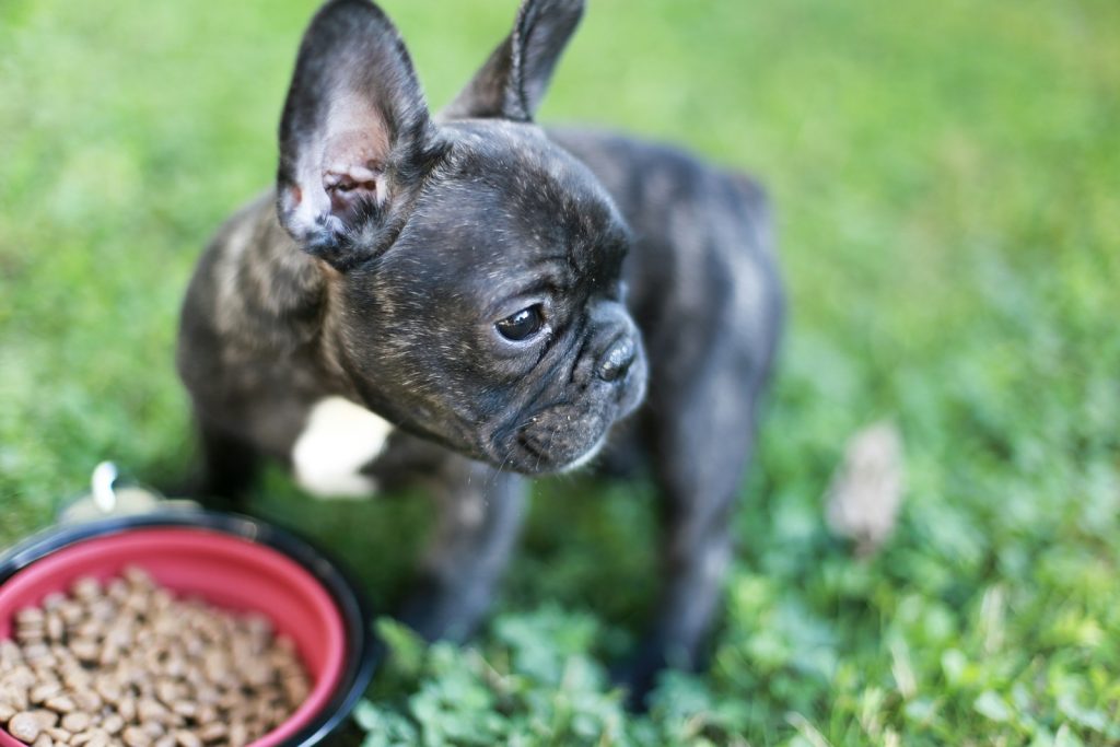 Dog looking away from food