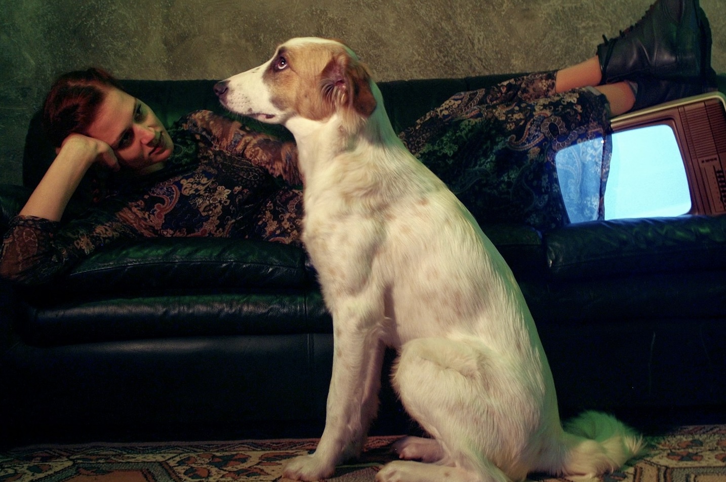 Dog watching TV with owner