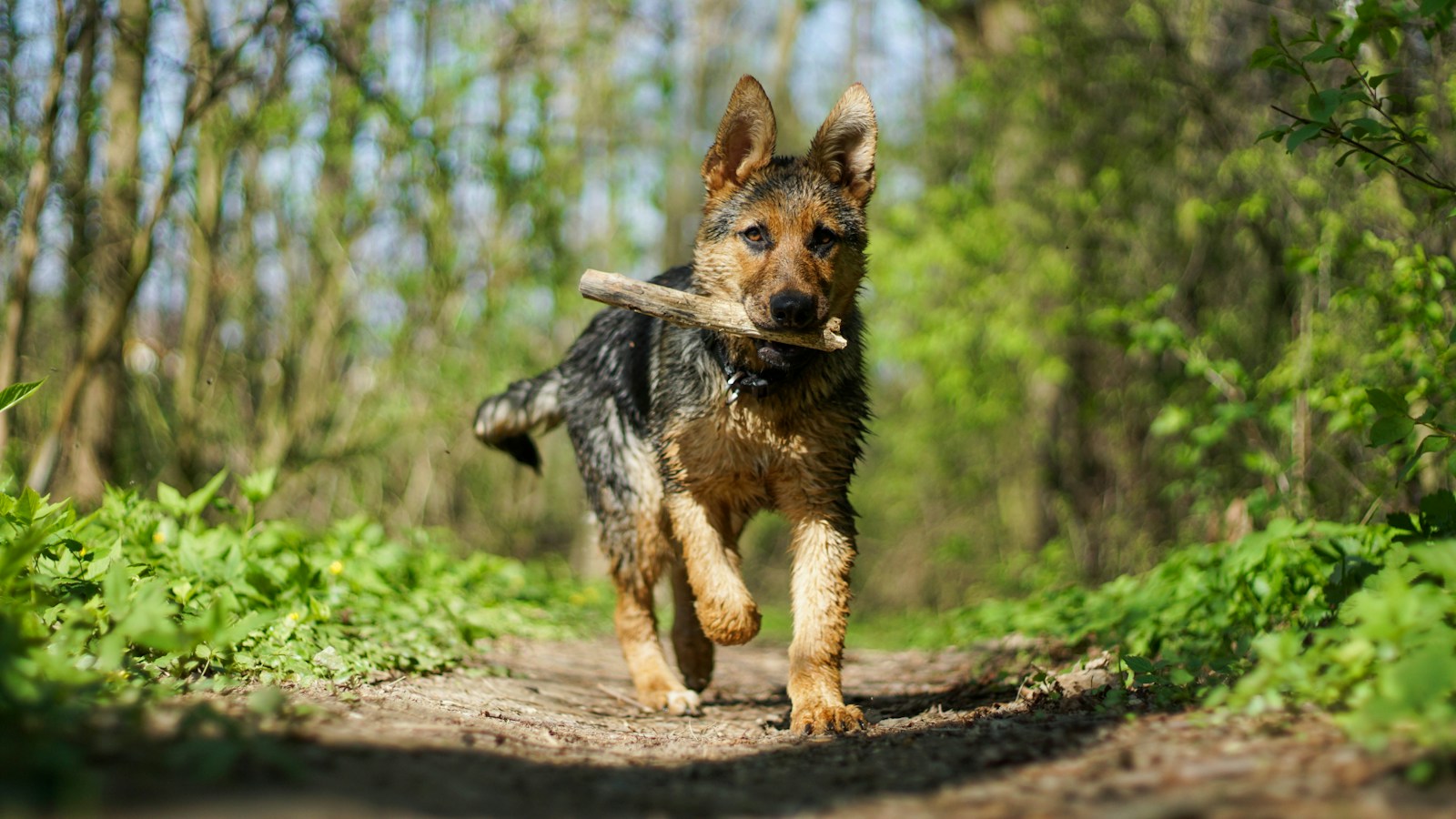 Dog running back with stick