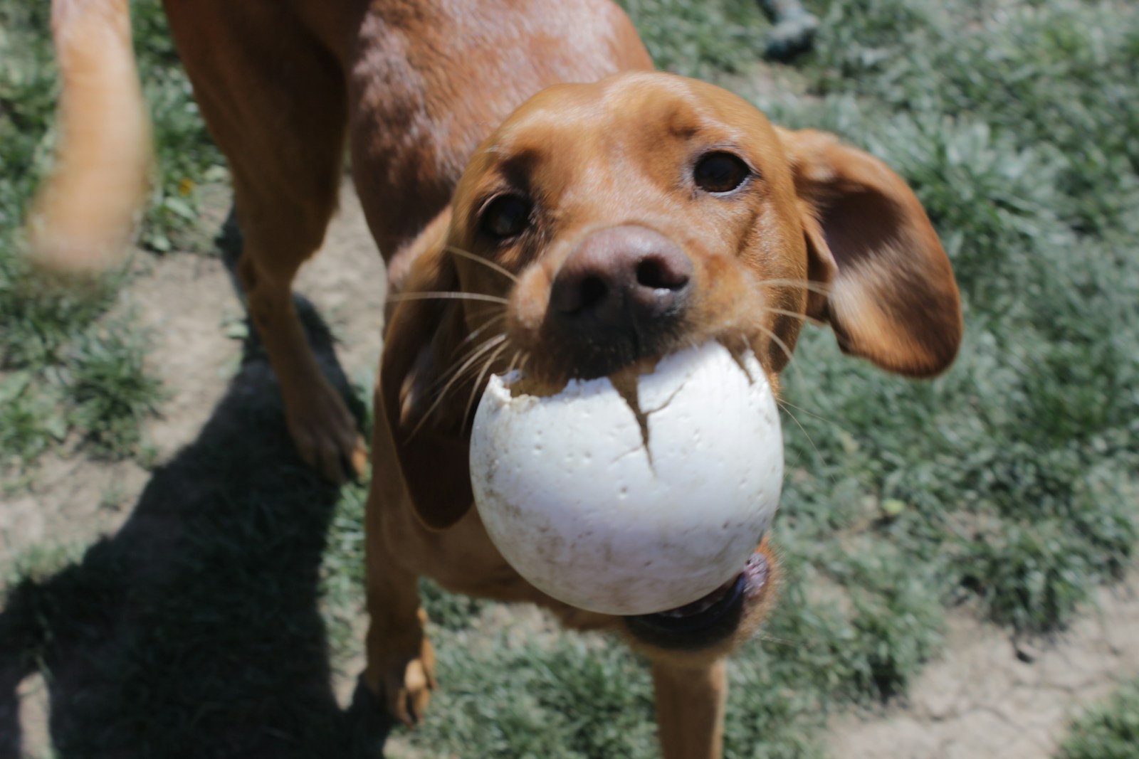 Dog with ball